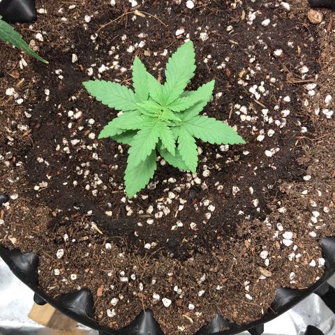 BNC Critical xxl  growlog timeline photo