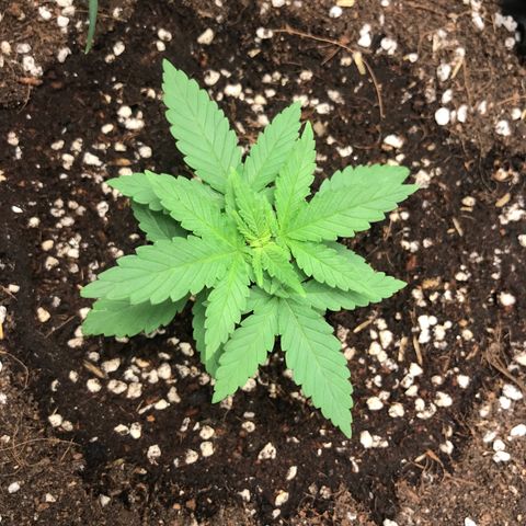 BNC Critical xxl  growlog timeline photo