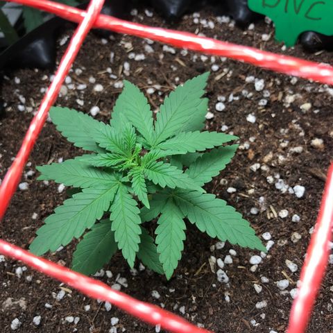 BNC Critical xxl  growlog timeline photo