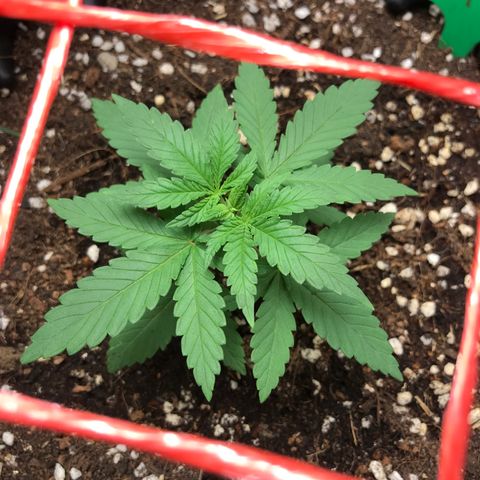 BNC Critical xxl  growlog timeline photo