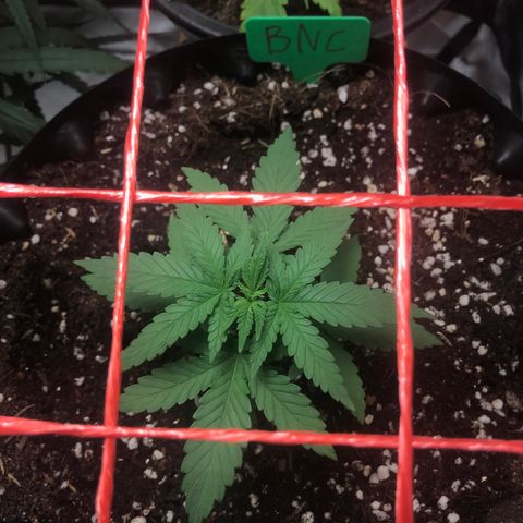 BNC Critical xxl  growlog timeline photo