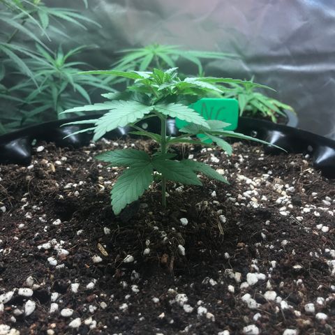 BNC Critical xxl  growlog timeline photo