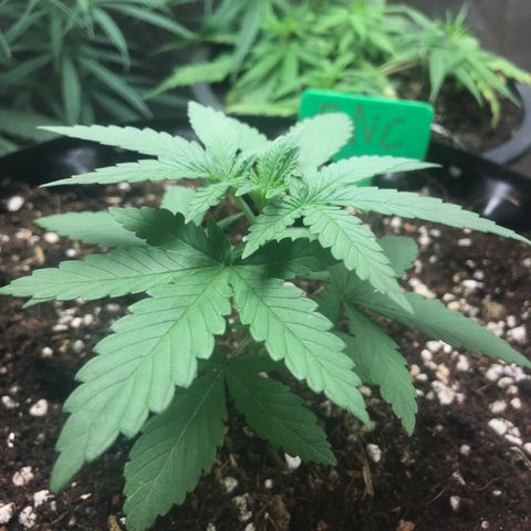 BNC Critical xxl  growlog timeline photo