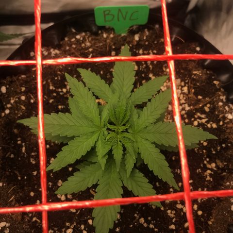 BNC Critical xxl  growlog timeline photo