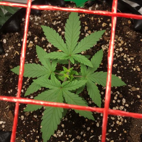BNC Critical xxl  growlog timeline photo