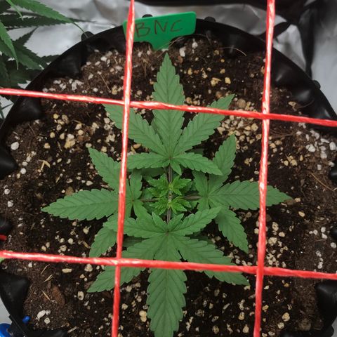 BNC Critical xxl  growlog timeline photo