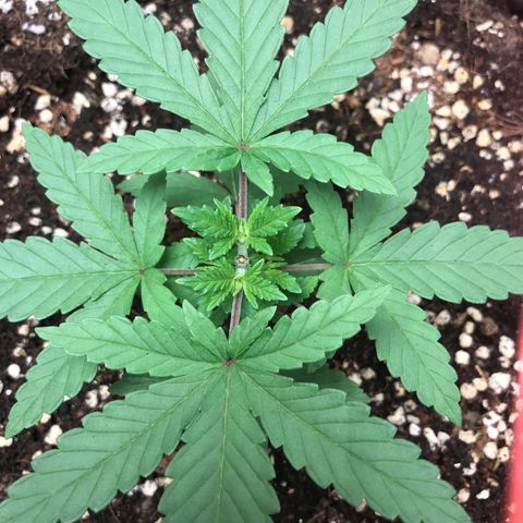 BNC Critical xxl  growlog timeline photo