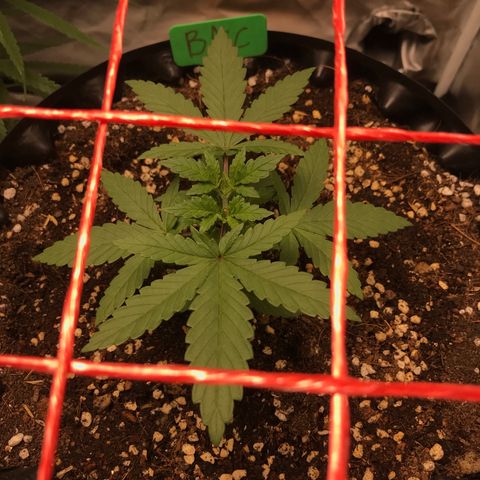 BNC Critical xxl  growlog timeline photo