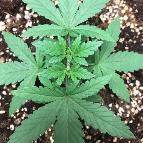BNC Critical xxl  growlog timeline photo