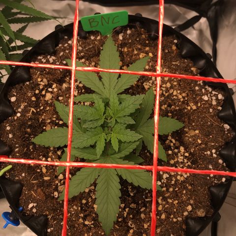 BNC Critical xxl  growlog timeline photo