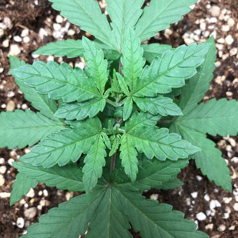 BNC Critical xxl  growlog timeline photo