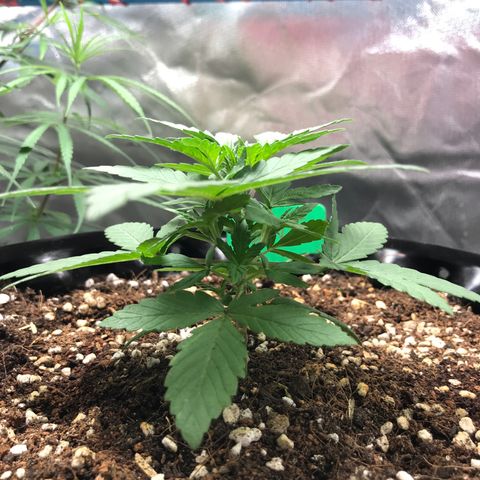BNC Critical xxl  growlog timeline photo