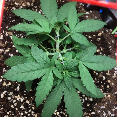 BNC Critical xxl  growlog timeline photo