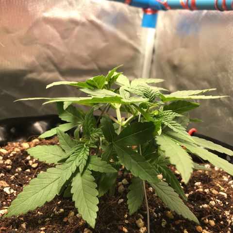 BNC Critical xxl  growlog timeline photo