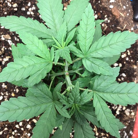 BNC Critical xxl  growlog timeline photo