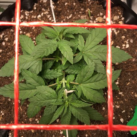BNC Critical xxl  growlog timeline photo