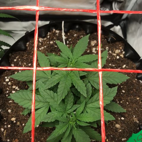BNC Critical xxl  growlog timeline photo