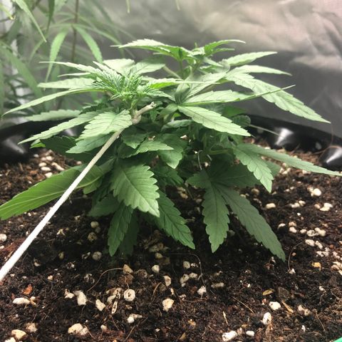 BNC Critical xxl  growlog timeline photo