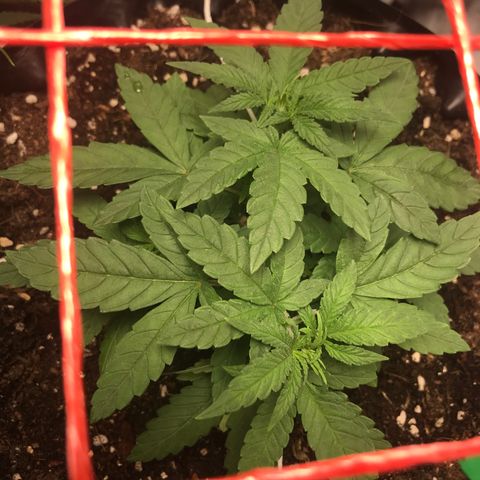 BNC Critical xxl  growlog timeline photo