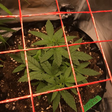 BNC Critical xxl  growlog timeline photo