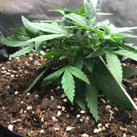 BNC Critical xxl  growlog timeline photo