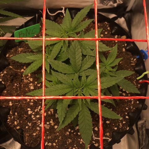 BNC Critical xxl  growlog timeline photo