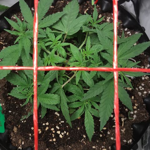 BNC Critical xxl  growlog timeline photo
