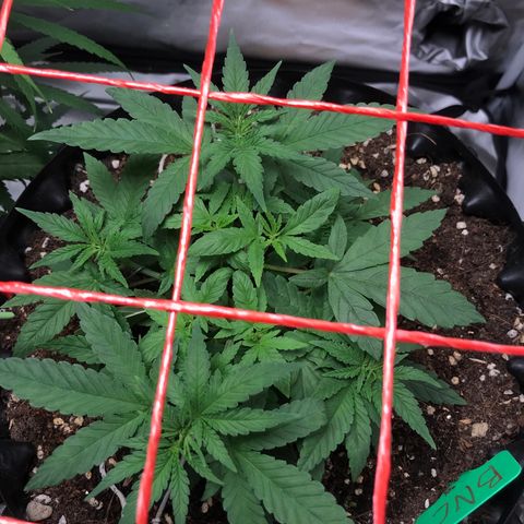 BNC Critical xxl  growlog timeline photo