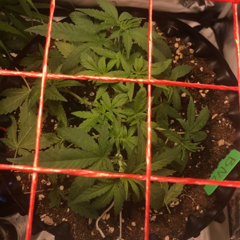 BNC Critical xxl  growlog timeline photo