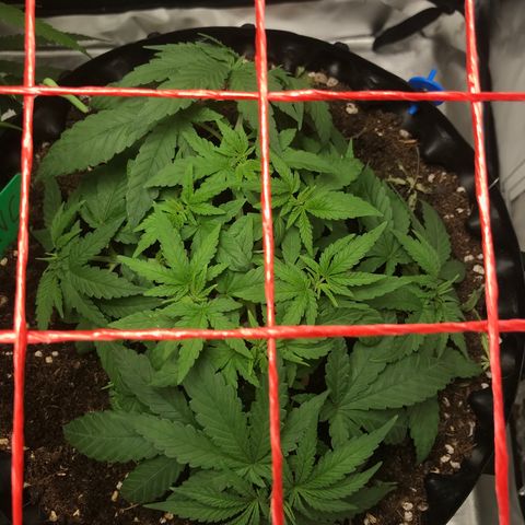 BNC Critical xxl  growlog timeline photo
