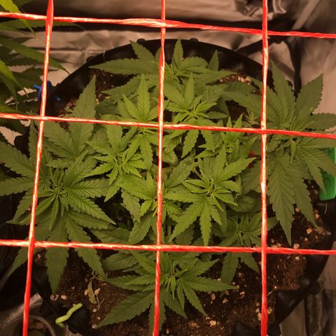 BNC Critical xxl  growlog timeline photo