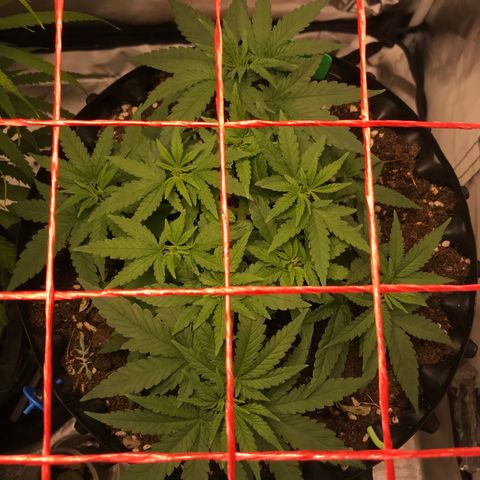 BNC Critical xxl  growlog timeline photo