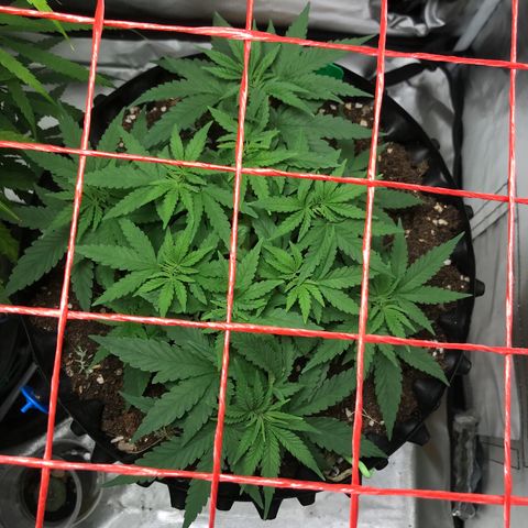 BNC Critical xxl  growlog timeline photo