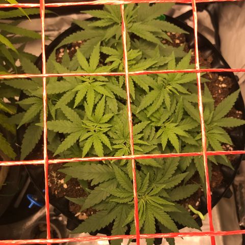 BNC Critical xxl  growlog timeline photo