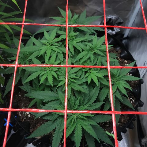 BNC Critical xxl  growlog timeline photo