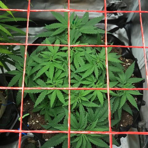 BNC Critical xxl  growlog timeline photo