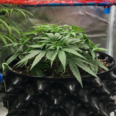 BNC Critical xxl  growlog timeline photo