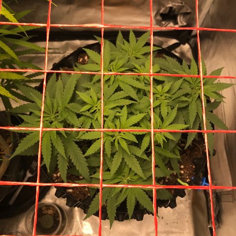 BNC Critical xxl  growlog timeline photo
