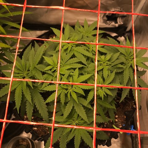 BNC Critical xxl  growlog timeline photo