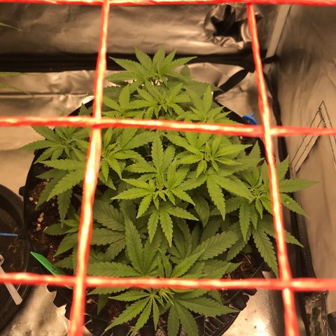 BNC Critical xxl  growlog timeline photo