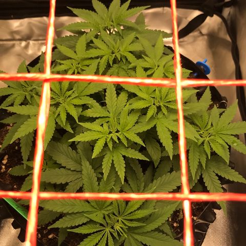 BNC Critical xxl  growlog timeline photo