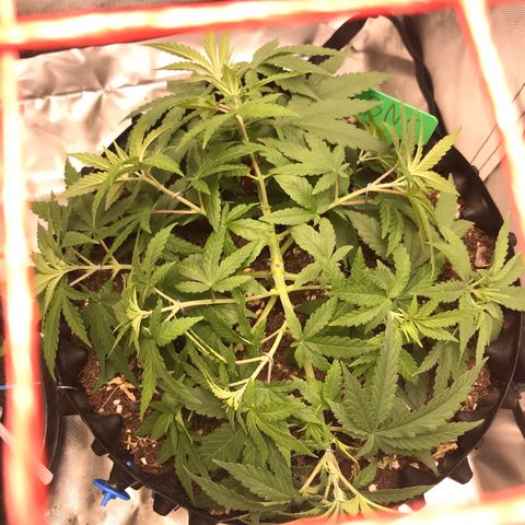 BNC Critical xxl  growlog timeline photo