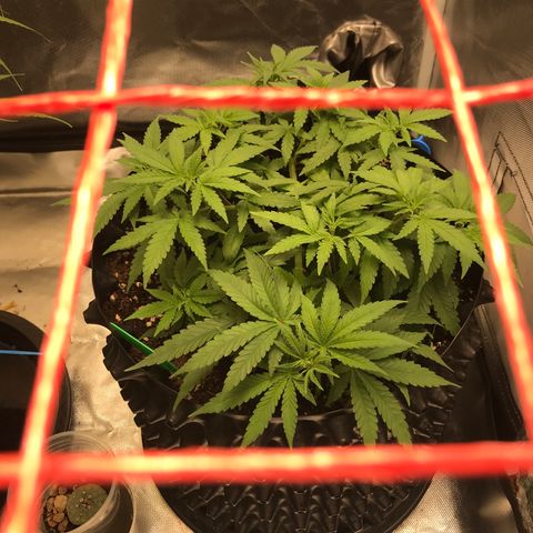 BNC Critical xxl  growlog timeline photo