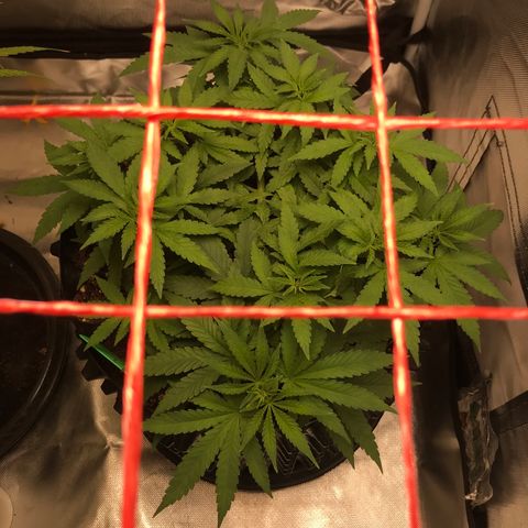 BNC Critical xxl  growlog timeline photo