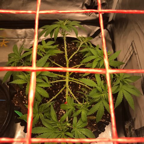 BNC Critical xxl  growlog timeline photo