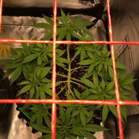 BNC Critical xxl  growlog timeline photo