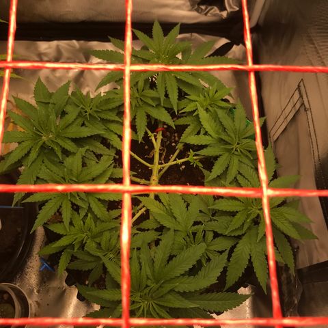 BNC Critical xxl  growlog timeline photo