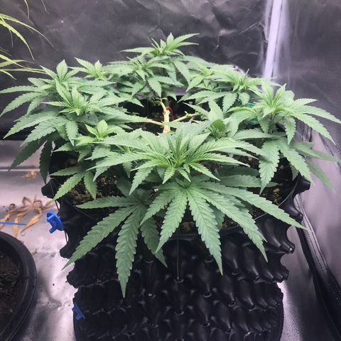 BNC Critical xxl  growlog timeline photo