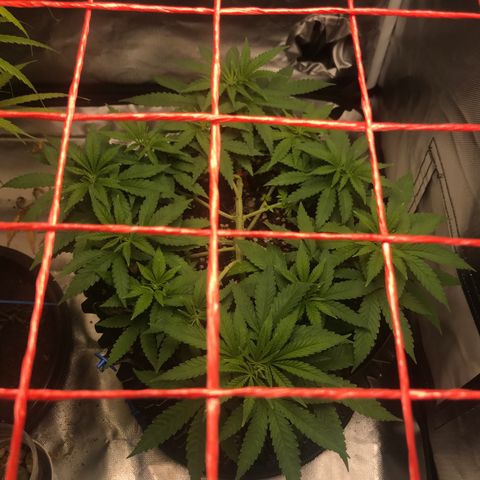 BNC Critical xxl  growlog timeline photo