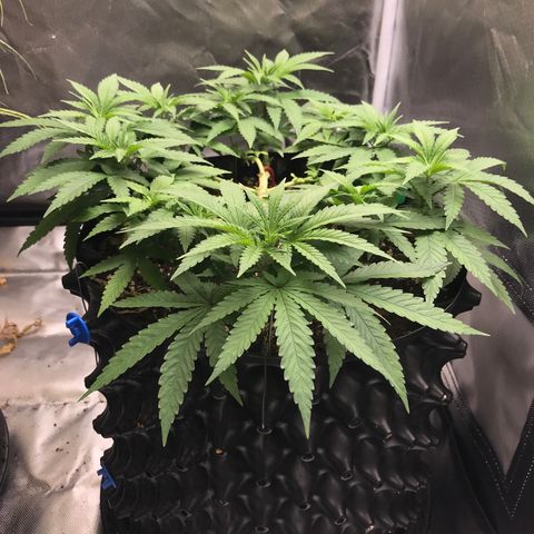 BNC Critical xxl  growlog timeline photo